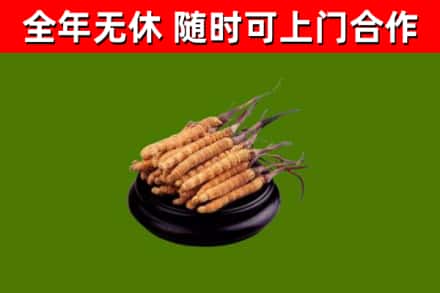 襄阳回收冬虫夏草